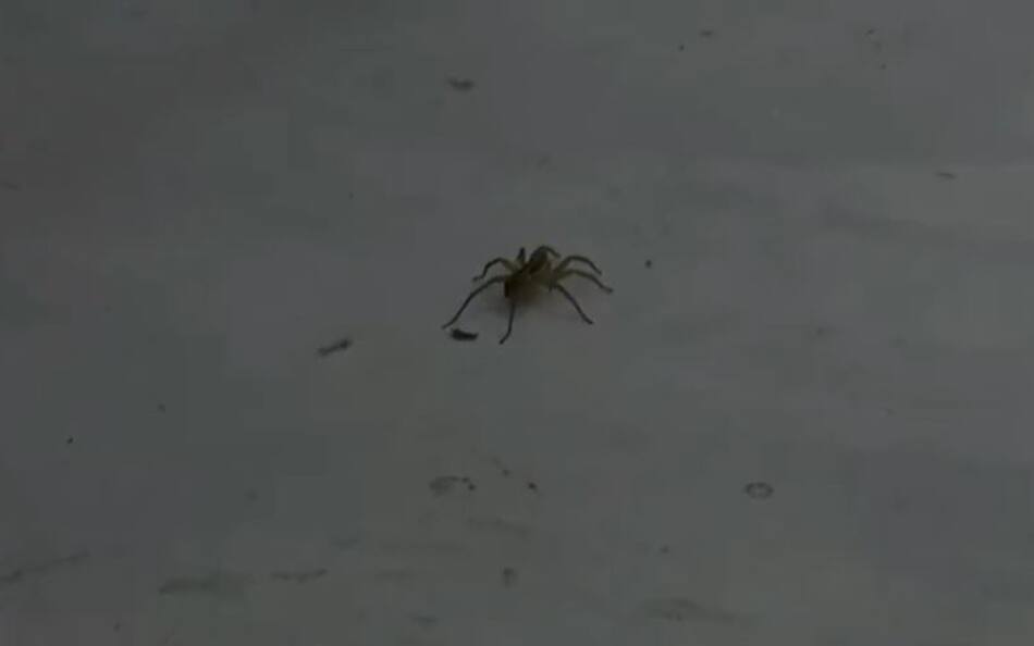 Una araña asustó a los participantes de Gran Hermano. Foto: captura de video.