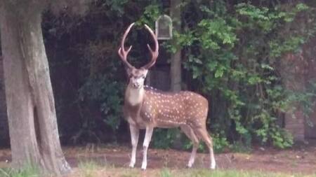 Un ciervo suelto apareció en las calles de La Plata y revolucionó a los vecinos. Foto: NA.