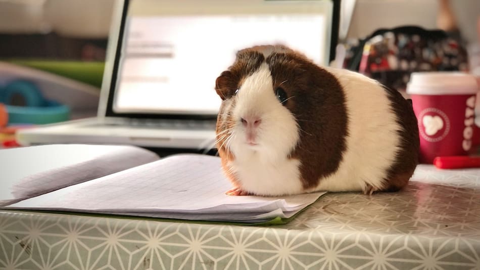 Cobayo. Foto: Unsplash