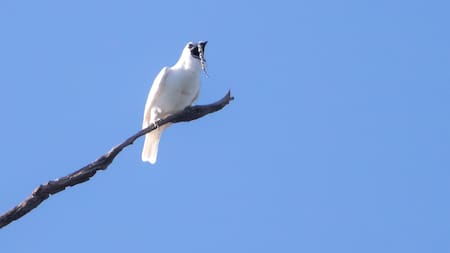 El ave con el canto más poderoso del mundo.