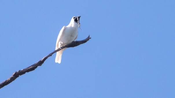El ave más ruidosa del mundo está en Sudamérica: ¿cuál es el pájaro cuyo canto puede escucharse a más de un kilómetro?