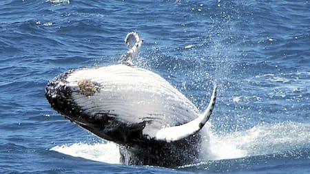 Cómo el secreto de una ballena de 200 años podría ser clave para alargar la vida humana