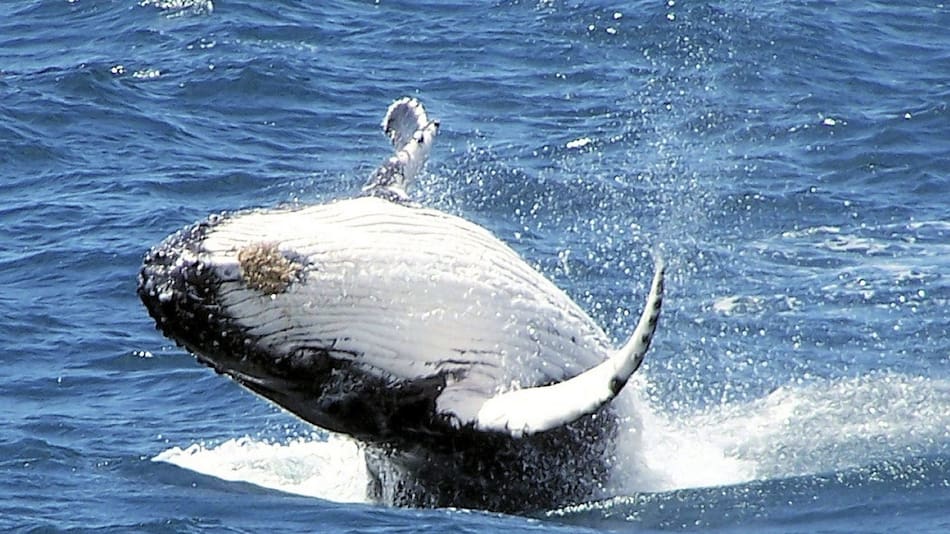 Impactante estudio sobre las ballenas