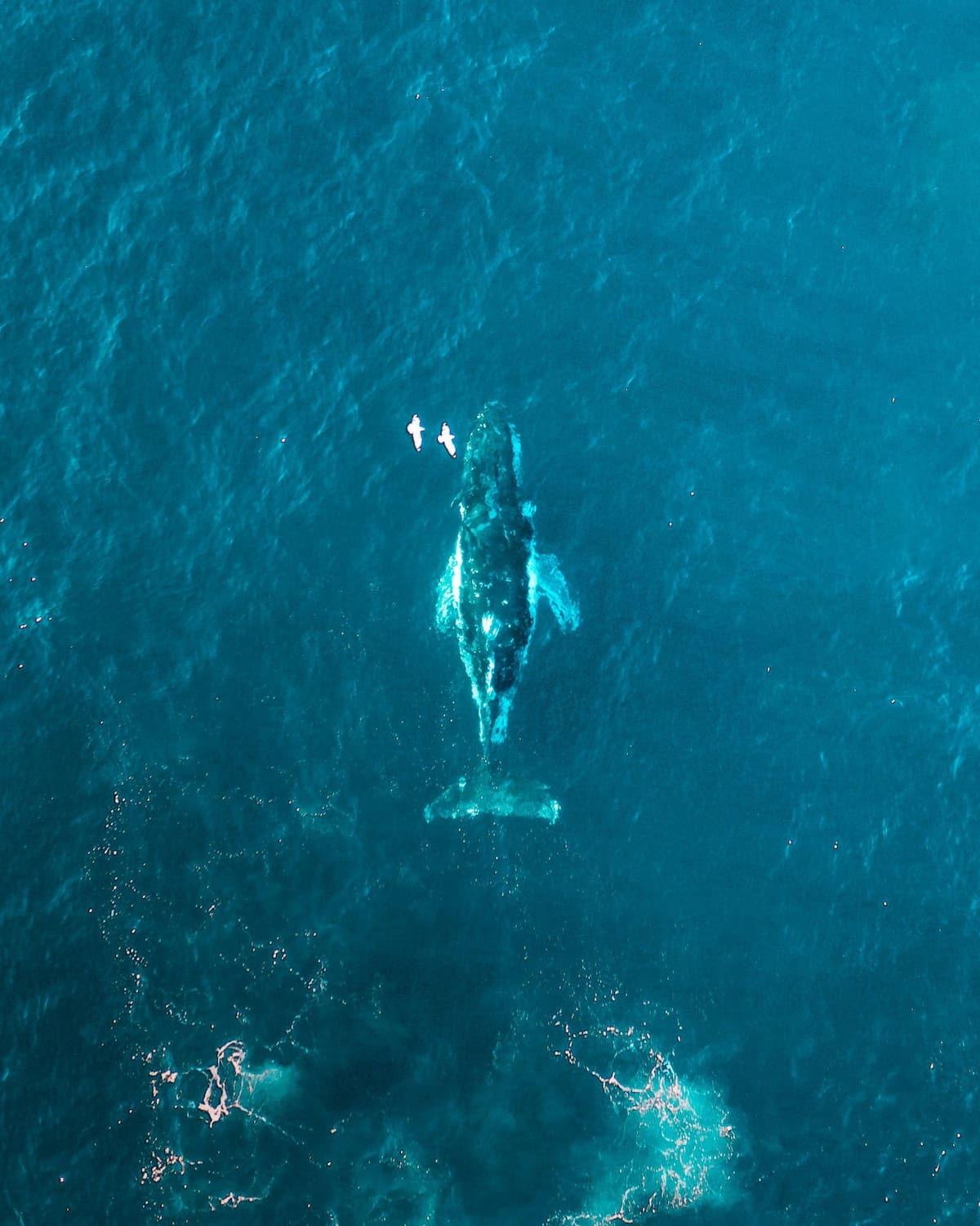 Ballena. Foto: Unsplash