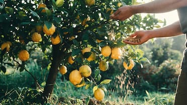 El tabaco, malo para los humanos pero bueno para los limoneros: por qué recomiendan espolvorearlo sobre el árbol y cuáles son sus beneficios