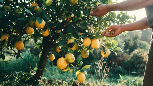 El tabaco, malo para los humanos pero bueno para los limoneros: por qué recomiendan espolvorearlo sobre el árbol y cuáles son sus beneficios