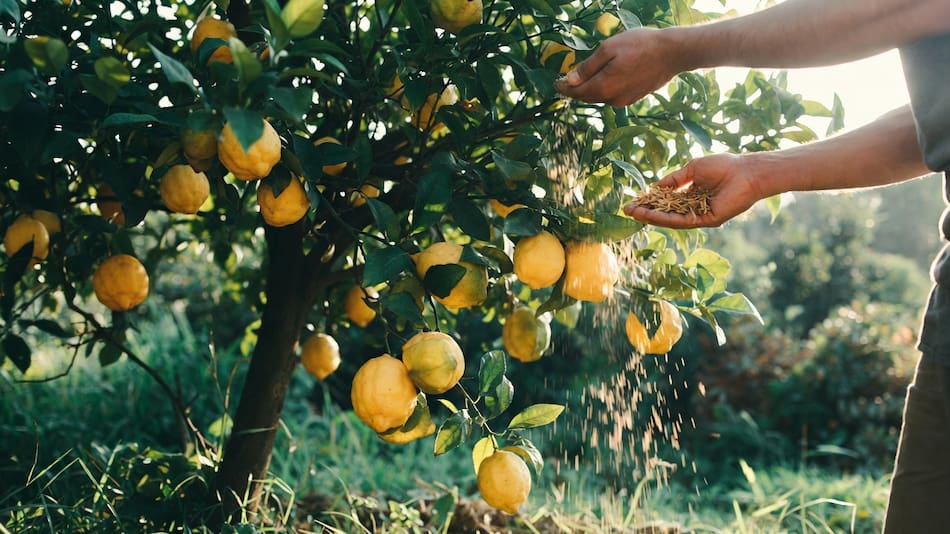 Arrojar tabaco sobre el limonero puede ser muy beneficioso para el árbol.