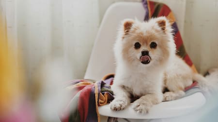 Qué alimentos no darle a tu perro. Fuente: Unsplash.