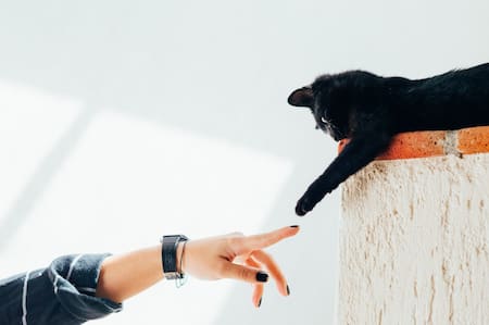 La despedida de los compañeros de cuatro patas adquirió tanta importancia como las despedidas a los seres humanos. Foto: Unsplash.