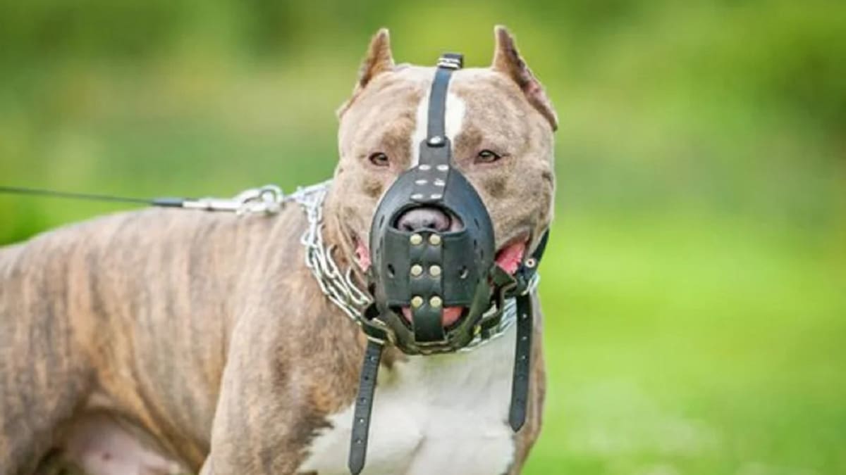 Pitbull, perro. Foto: NA