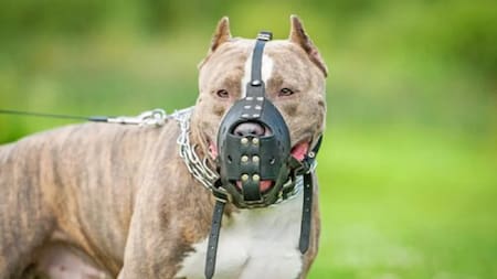 Horror en Santa Fe: un nene de 2 años fue hospitalizado tras ser atacado por un pitbull