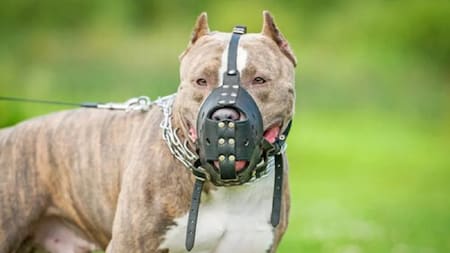 Pitbull, perro. Foto: NA