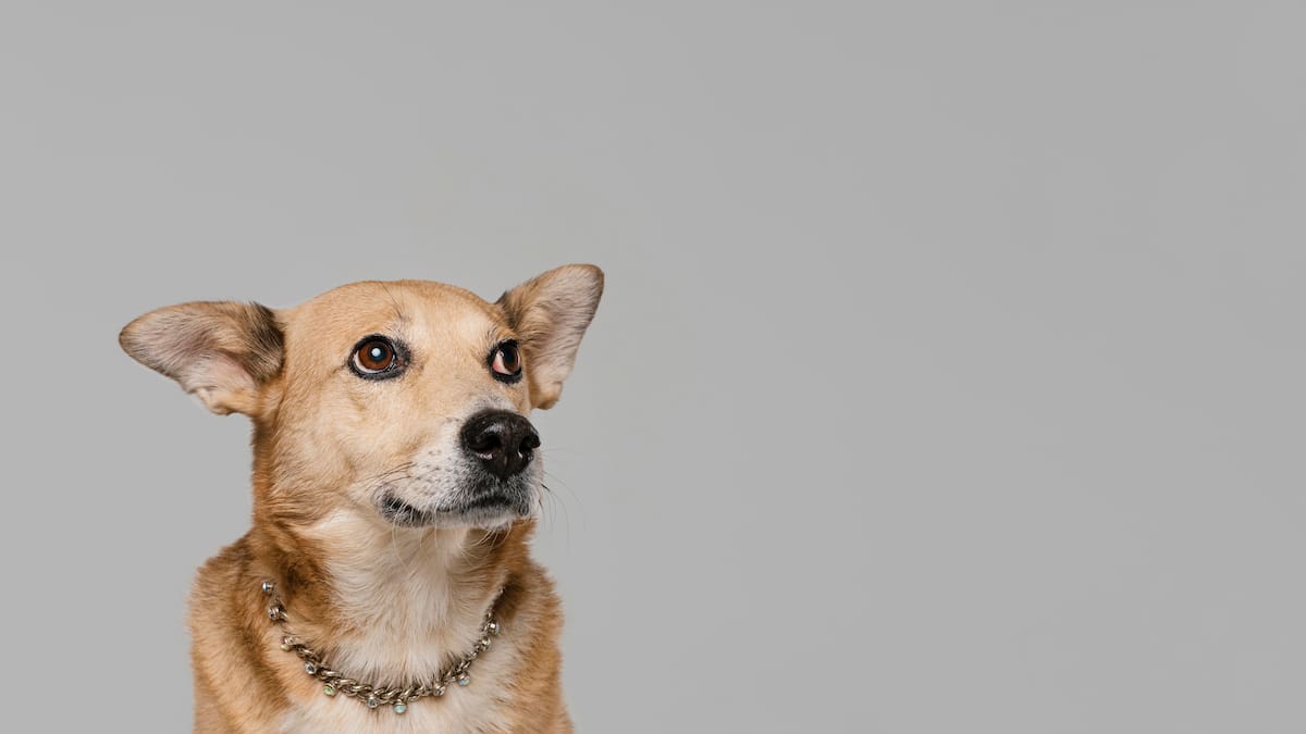 Perro, mascota