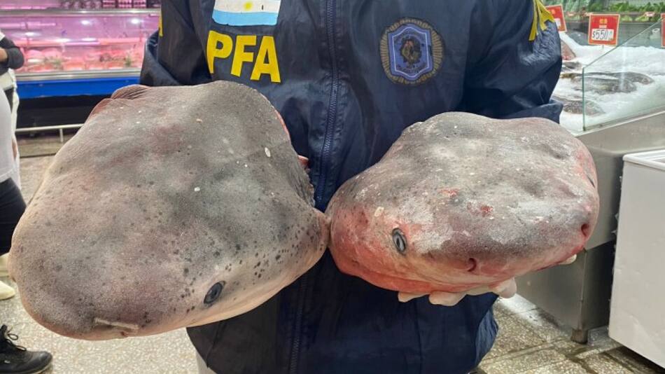 Tiburones en peligro de extinción en el Barrio Chino. Foto: Na.