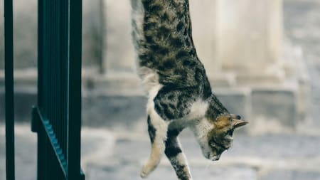 Lluvia felina: el día en el que tiraron gatos en paracaídas para salvar a una isla plagada de ratas