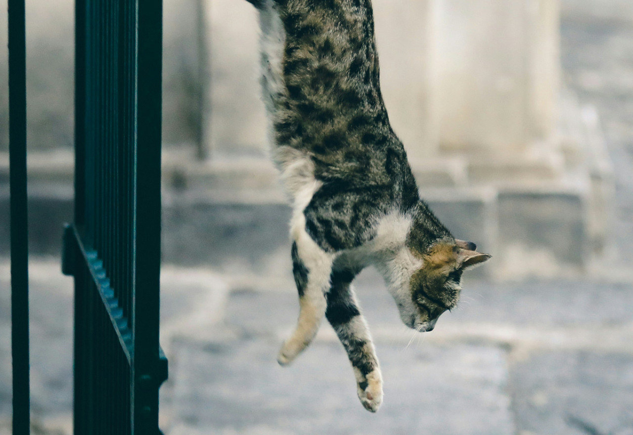 Gato, caída. Foto: Unsplash