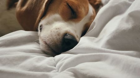 Perros, mascotas, animales. Foto: Unsplash