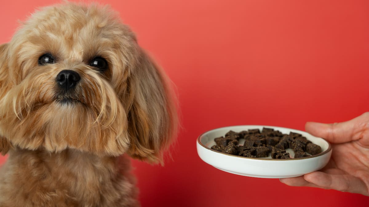 Menú para perros en Navidad