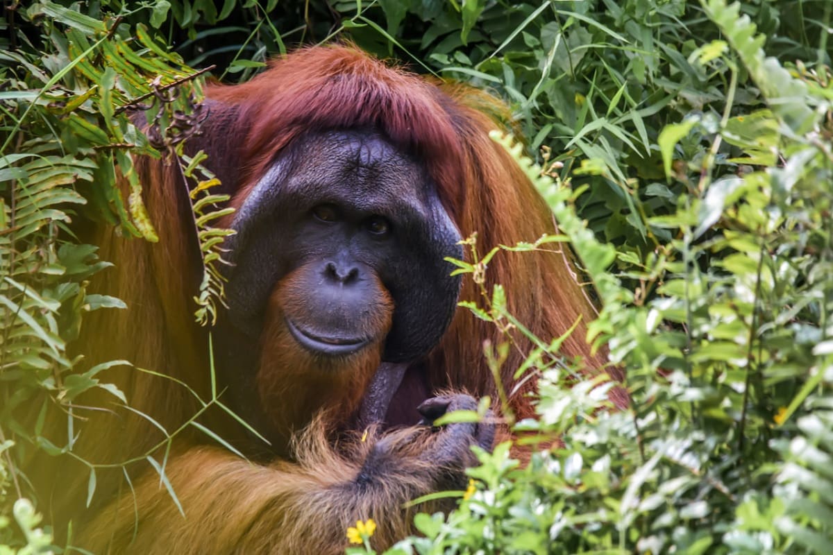 La fauna de la isla Borneo. Foto: Unsplash.