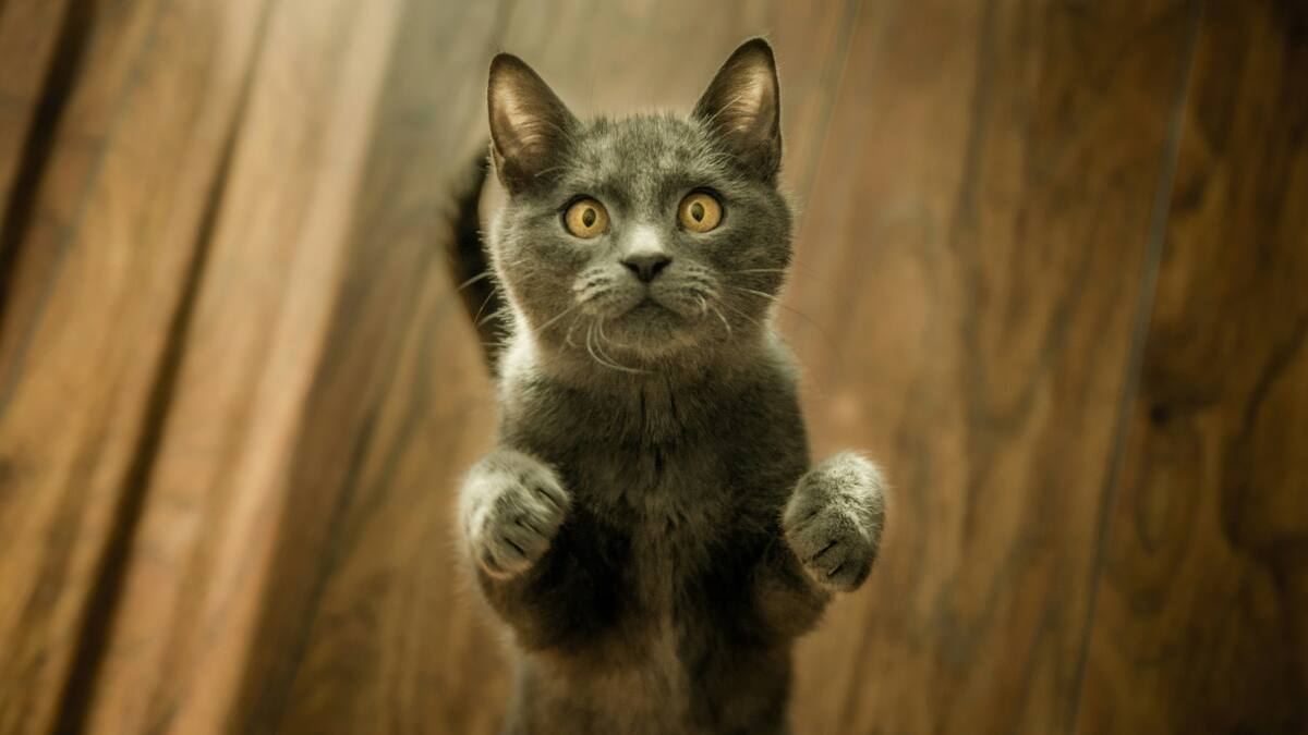 Gatos. Foto: Unsplash