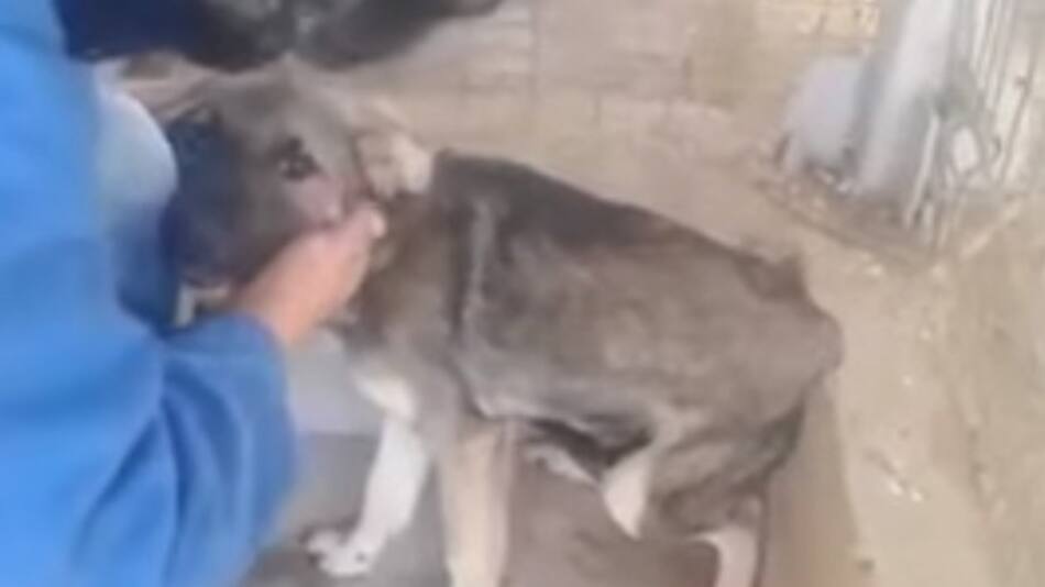 Emotiva reacción de un perro maltratado (Youtube)