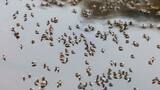Llega la primavera y vuelven los mosquitos: piden aumentar la prevención del dengue