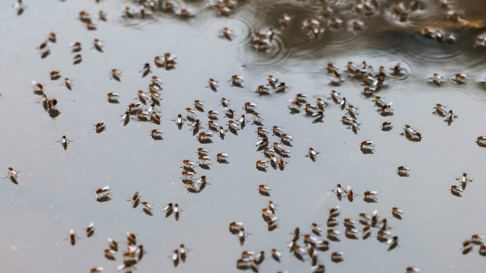 Dengue; mosquito; aedes aegypti. Foto: Reuters.