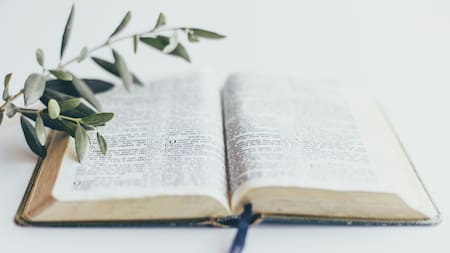 Rama de olivo para el Domingo de Ramos. Foto: Unsplash.