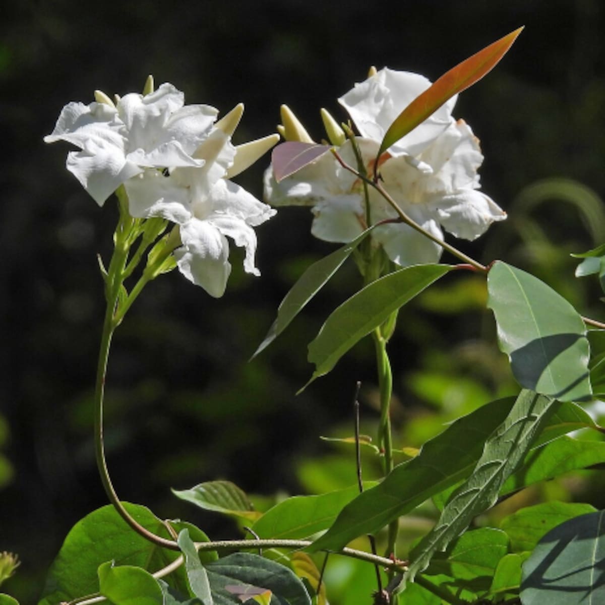Jazmín Chileno, planta, Mandevilla laxa.
