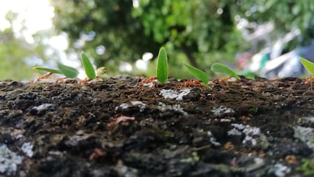 Hormigas invasoras. Foto: Unsplash