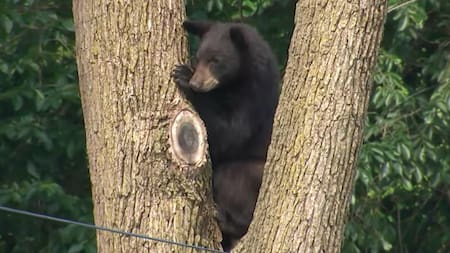 Un oso fue visto rondando las calles de Washington. Foto: Captura de pantalla.