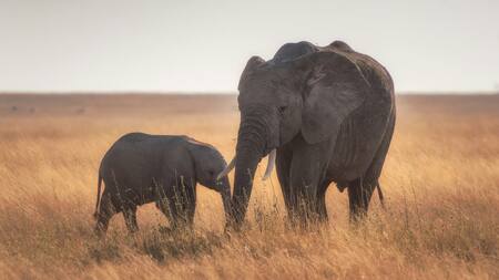 Elefantes, animales, peligro de extensión. Foto: Unsplash