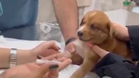 Perrito dramático. Foto: captura de video.