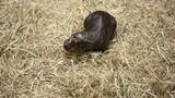 Furor por la “Moo Deng” escocesa: nació otra hembra de hipopótamo pigmeo en Edimburgo