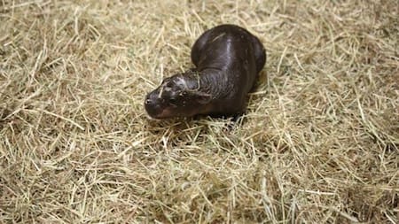 Hipopotamo pigmeo Haggis. Fuente: EFE