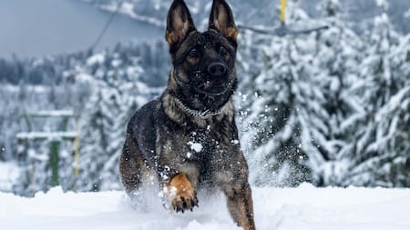 Consejos básicos para cuidar a los perros del invierno. Foto: Unsplash.
