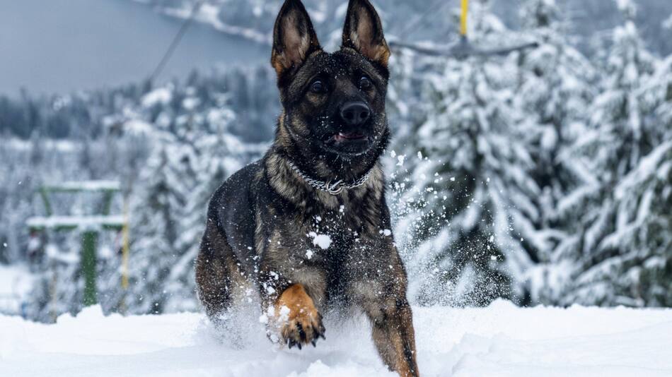 Consejos básicos para cuidar a los perros del invierno. Foto: Unsplash.