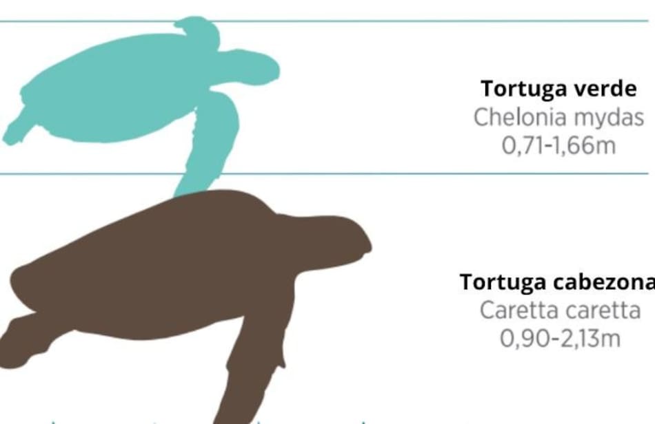 Gráfico de Tortuga Cabezona en comparación a la Tortuga Verde