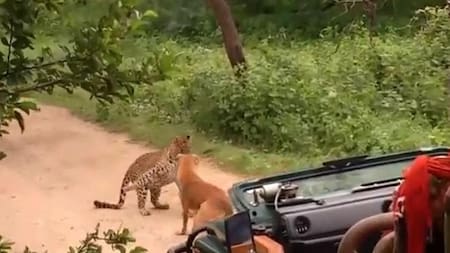 Youtube - video viral