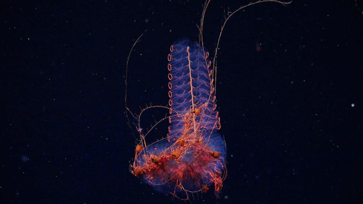 Expedición del Conicet al fondo del Mar Argentino