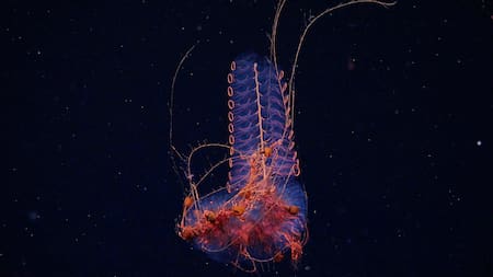 Expedición del Conicet al fondo del Mar Argentino