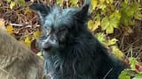 Misterio en Chernobyl: hallaron perros con pelaje azul en la zona de exclusión