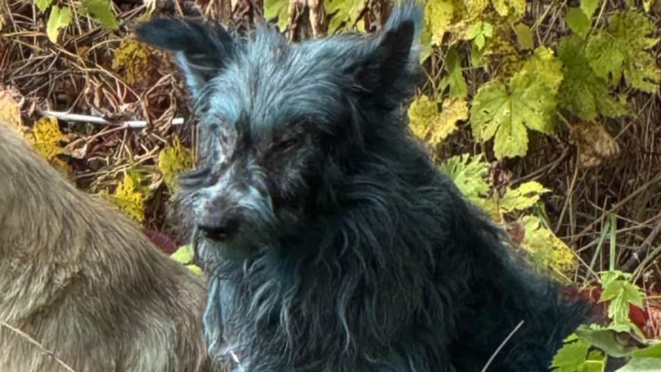 Los perros fueron hallados hace algunos días en la zona y parecen estar bien de salud. Los científicos investigan las causas del fenómeno.