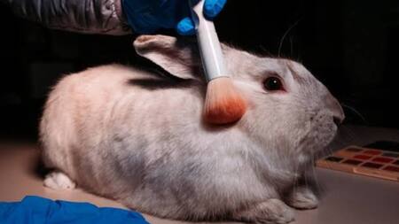 Adiós a los testeos con animales. Foto X