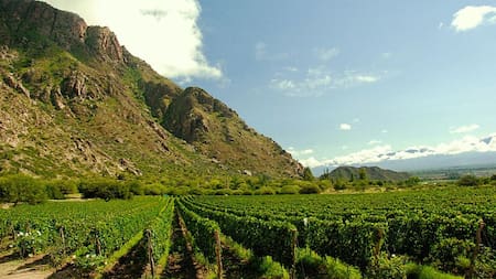 Viñedo Cafayate. Fuente: Wikipedia