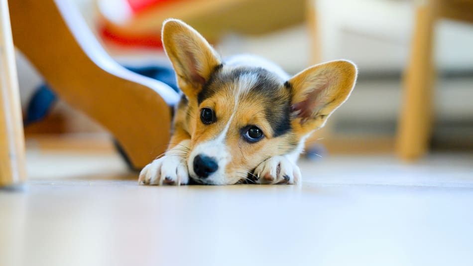 Los perros aprendieron a poner expresión tierna para comunicarse con los humanos.