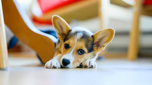 ¿Tu perro miente?: un estudio científico revela la verdad detrás de su “capacidad” de engañar