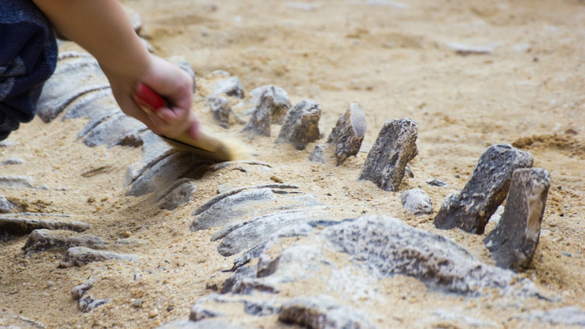 Paleontología. Foto: X