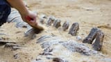 El CONICET inició una expedición en busca de dinosaurios en la Patagonia: dónde verlo y a qué hora es el streaming en vivo