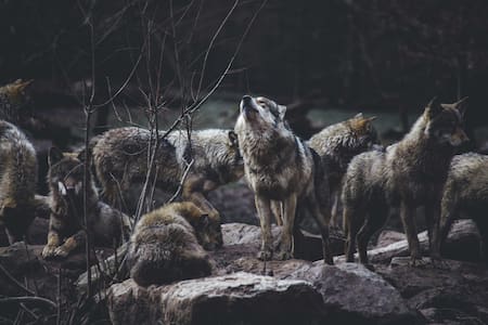 Lobos. Foto: Unsplash.